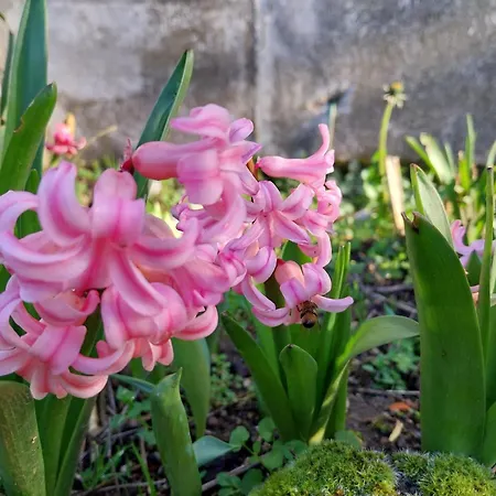 Chez Lilian & Isa - 8 Personnes * Pouzauges