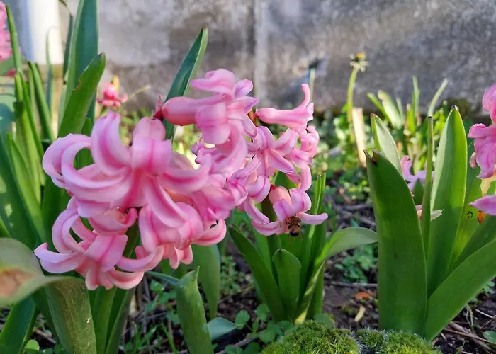 Chez Lilian & Isa - 8 Personnes * Pouzauges